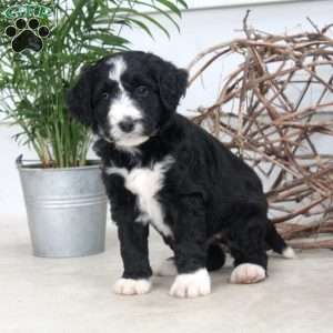 Diana, Bernedoodle Puppy