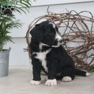 Diana, Bernedoodle Puppy