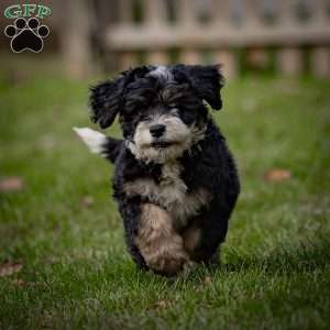 Diesel, Mini Bernedoodle Puppy