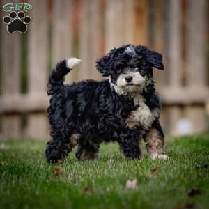 Diesel, Mini Bernedoodle Puppy