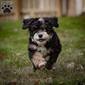 Diesel, Mini Bernedoodle Puppy