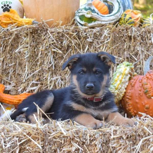 Diesel, German Shepherd Mix Puppy