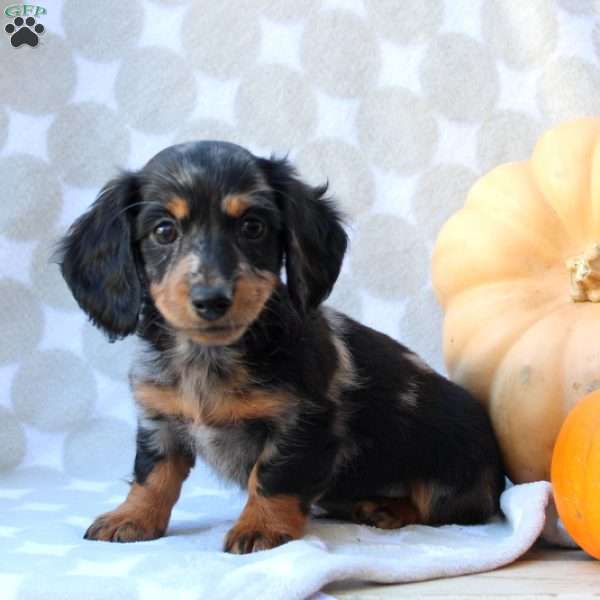 Dillon – Mini, Dachshund Puppy