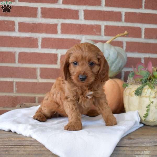 Dixie, Cavapoo Puppy