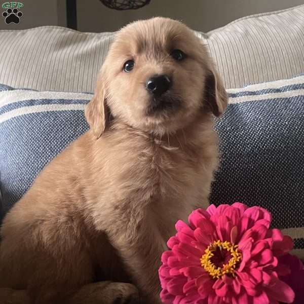 Dixie, Golden Retriever Puppy