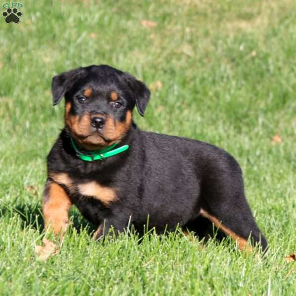 Doc, Rottweiler Puppy