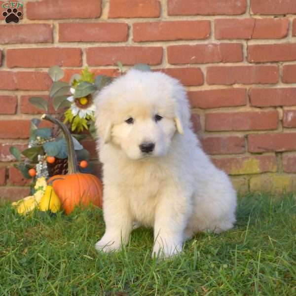 Dolly, Maremma Sheepdog Puppy