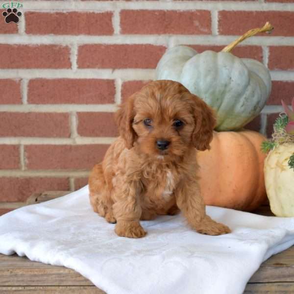 Dolly, Cavapoo Puppy