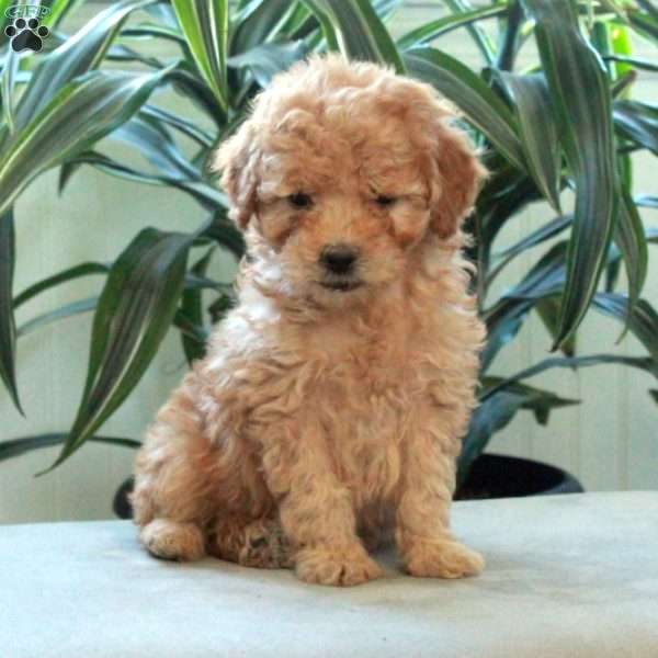 Dolly, Miniature Poodle Puppy