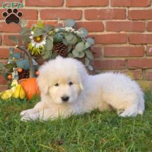 Dolly, Maremma Sheepdog Puppy