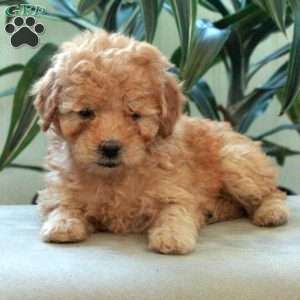 Dolly, Miniature Poodle Puppy