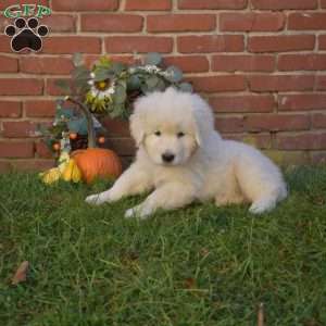 Dolly, Maremma Sheepdog Puppy