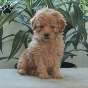 Dolly, Miniature Poodle Puppy