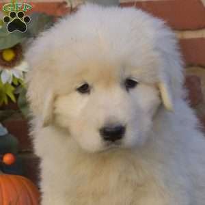 Dolly, Maremma Sheepdog Puppy