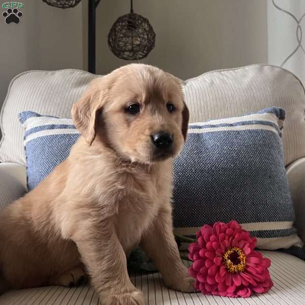 Dolly, Golden Retriever Puppy