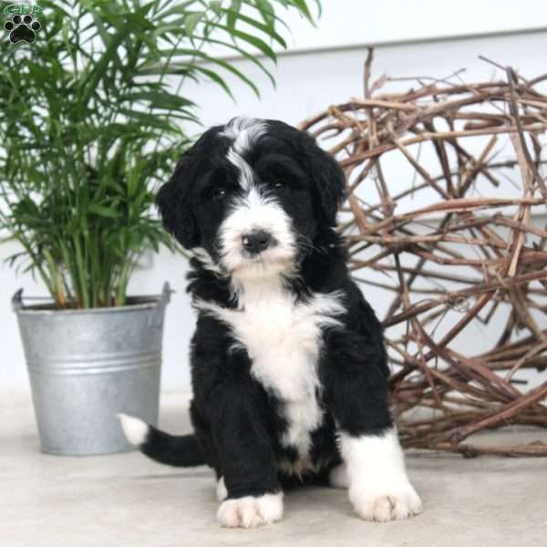 Dom, Bernedoodle Puppy