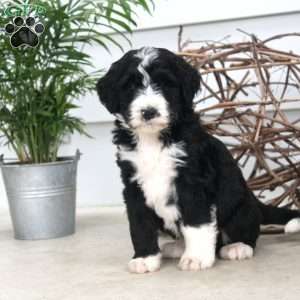 Dom, Bernedoodle Puppy