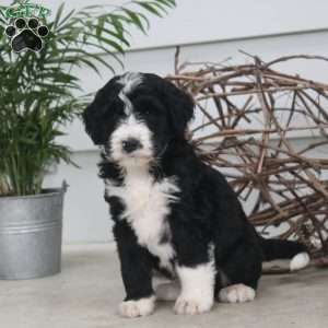 Dom, Bernedoodle Puppy