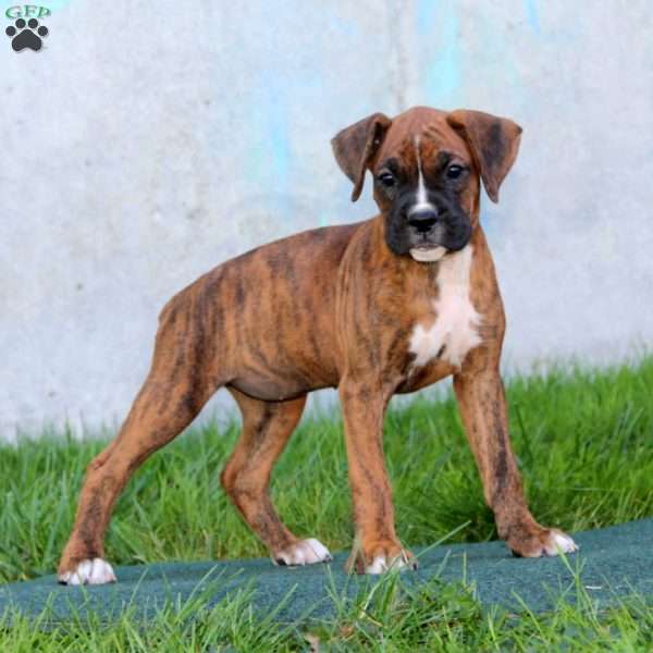 Donna, Boxer Puppy