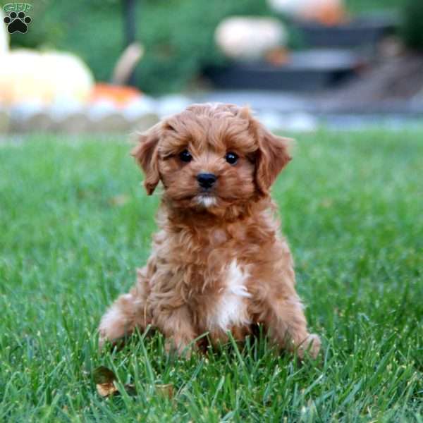 Donnie, Cavapoo Puppy