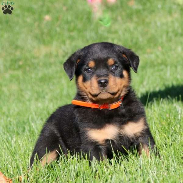 Donnie, Rottweiler Puppy