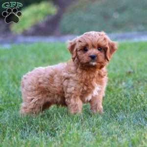 Donnie, Cavapoo Puppy