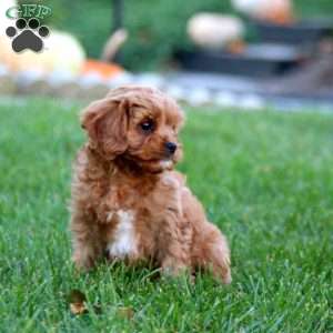 Donnie, Cavapoo Puppy