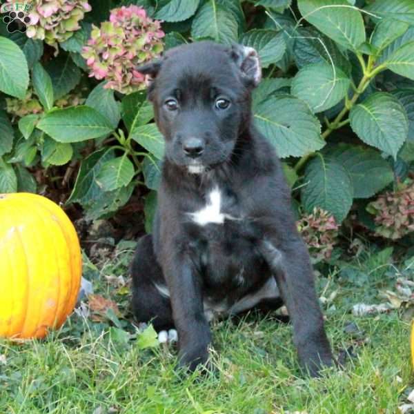 Dora, Cane Corso Mix Puppy