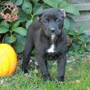 Dora, Cane Corso Mix Puppy