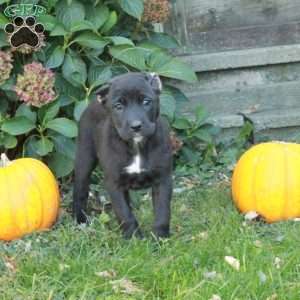 Dora, Cane Corso Mix Puppy