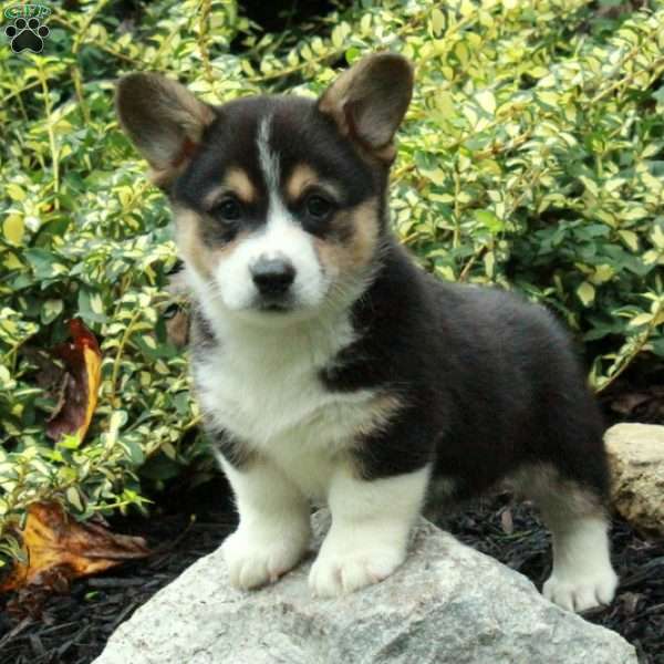 Dorian, Pembroke Welsh Corgi Puppy