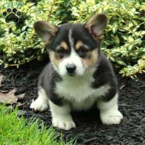 Dorian, Pembroke Welsh Corgi Puppy