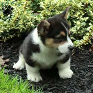 Dorian, Pembroke Welsh Corgi Puppy