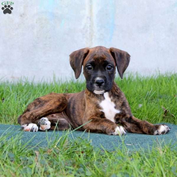 Doris, Boxer Puppy