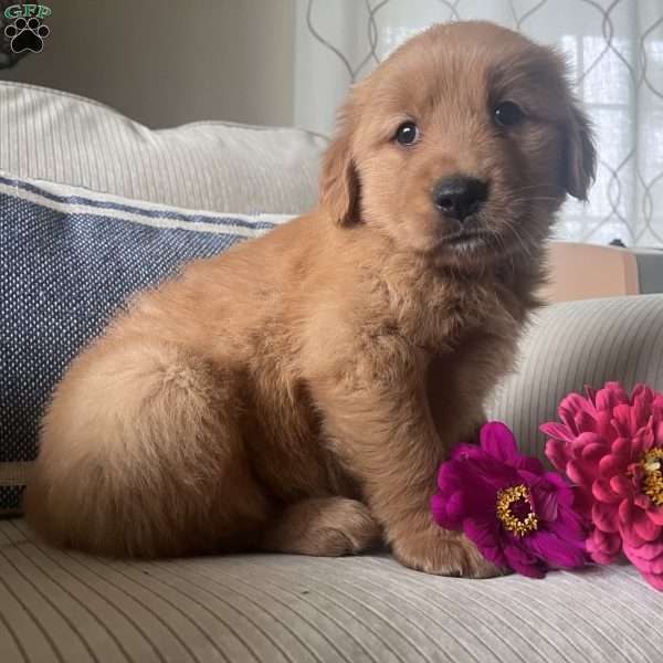 Dory, Golden Retriever Puppy