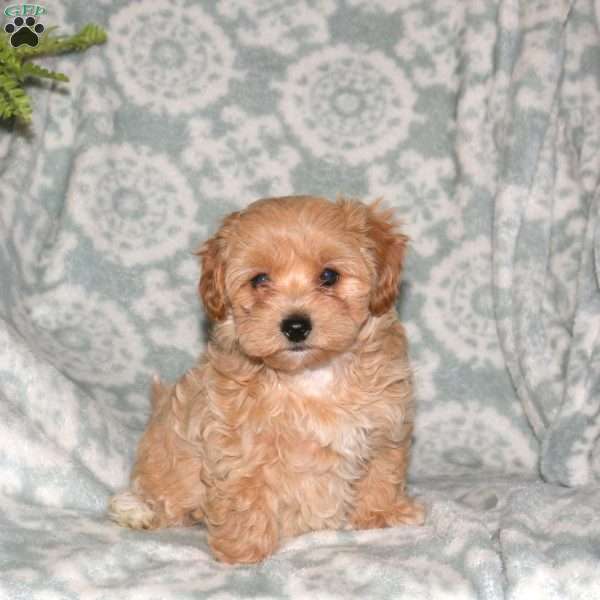 Dottie, Maltipoo Puppy