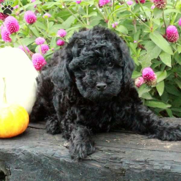 Dottie, Miniature Poodle Puppy