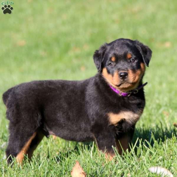 Dozer, Rottweiler Puppy