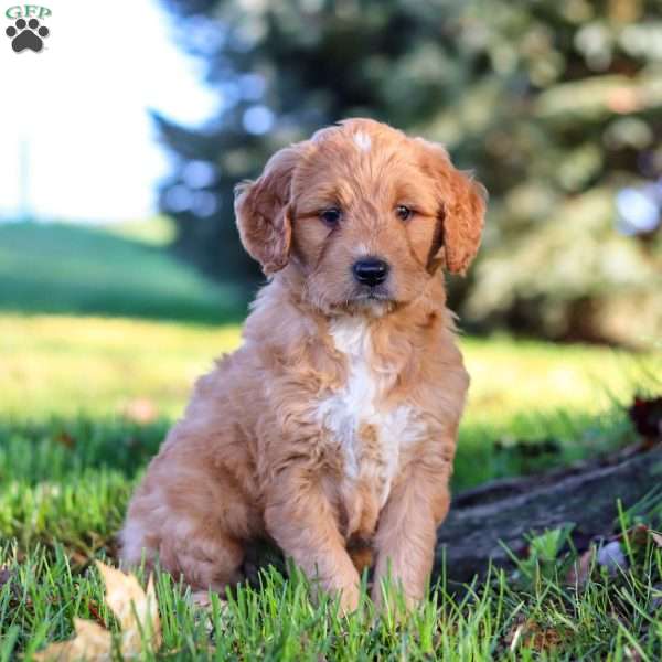 Dracula, Mini Goldendoodle Puppy