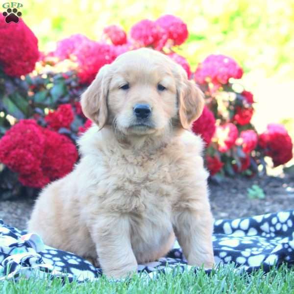 Drake, Golden Retriever Puppy