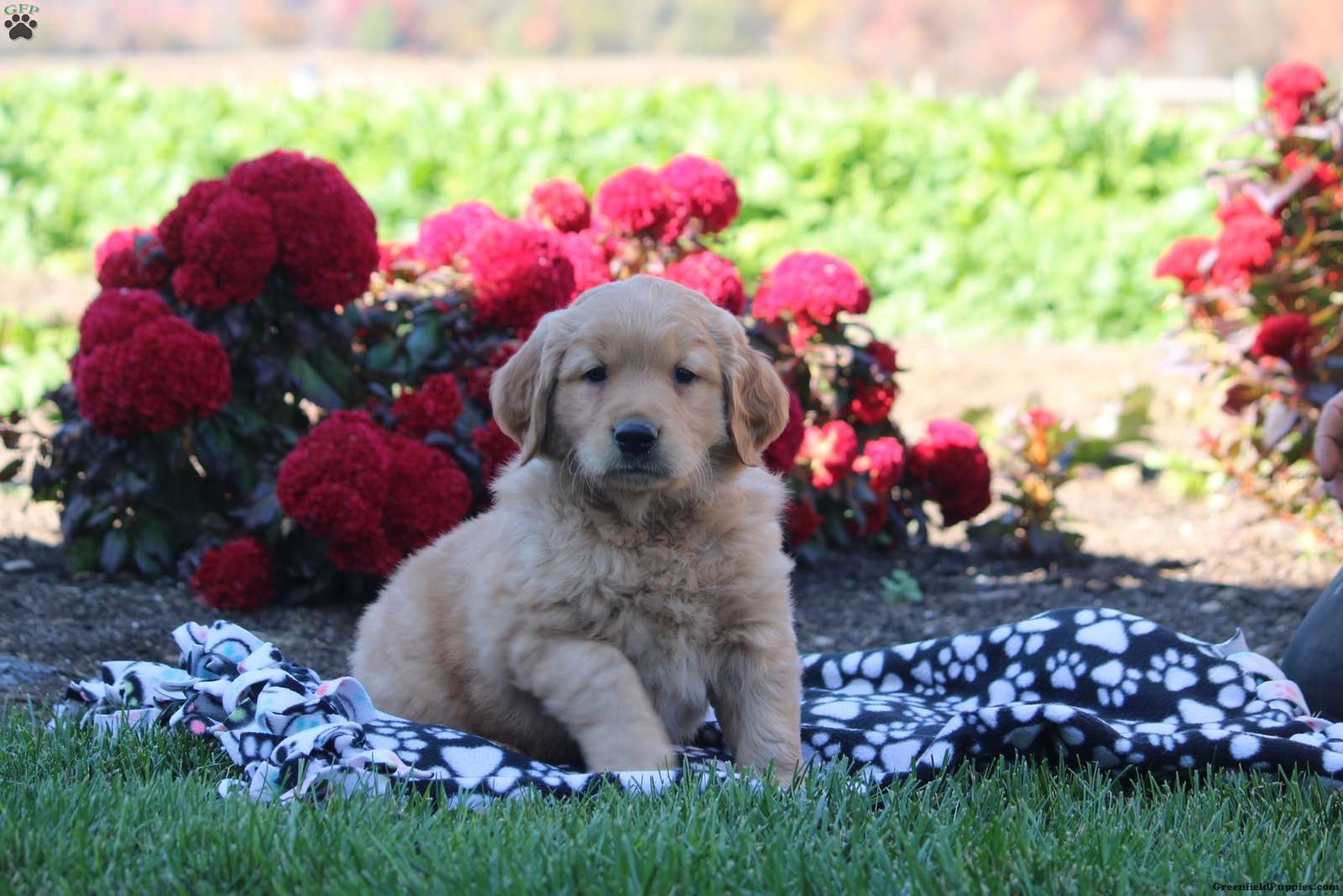 Drake Golden Retriever Puppy For Sale in Pennsylvania
