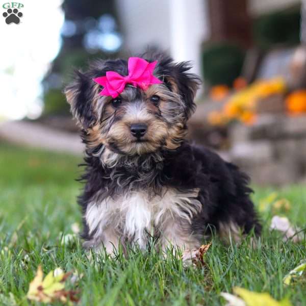 Dream, Yorkie-Chon Puppy