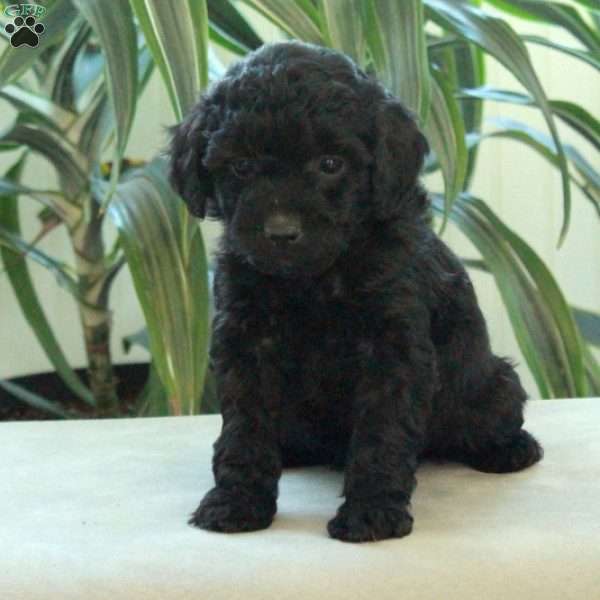 Dream, Miniature Poodle Puppy