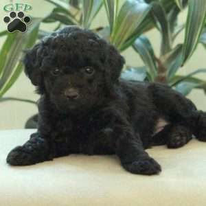 Dream, Miniature Poodle Puppy