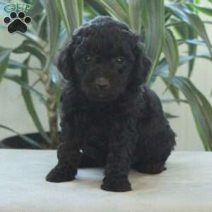 Dream, Miniature Poodle Puppy