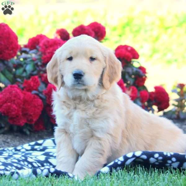 Drew, Golden Retriever Puppy