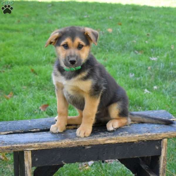 Drummer, German Shepherd Mix Puppy