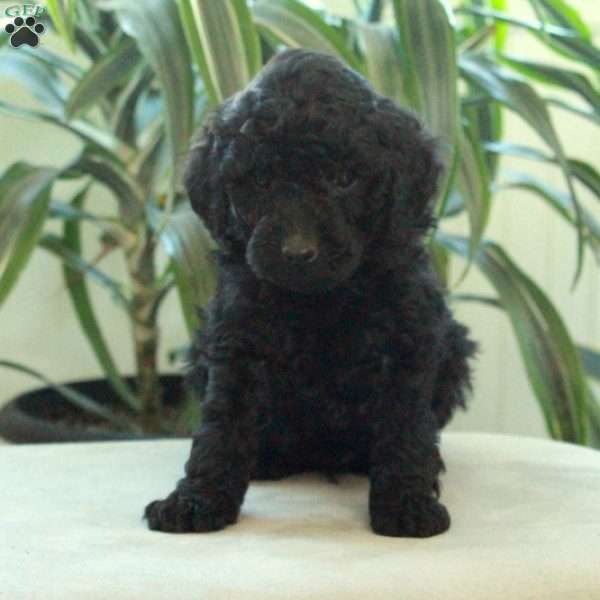 Duke, Miniature Poodle Puppy