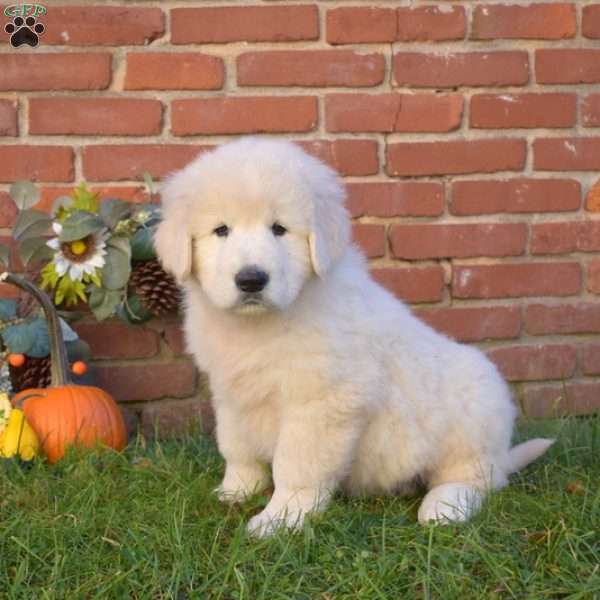 Duke, Maremma Sheepdog Puppy