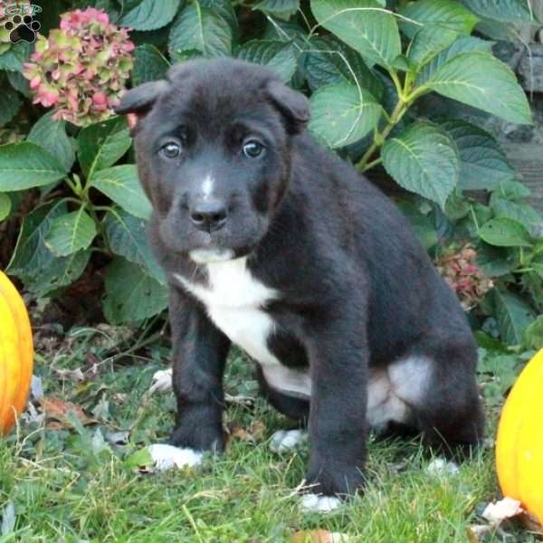 Duke, Cane Corso Mix Puppy